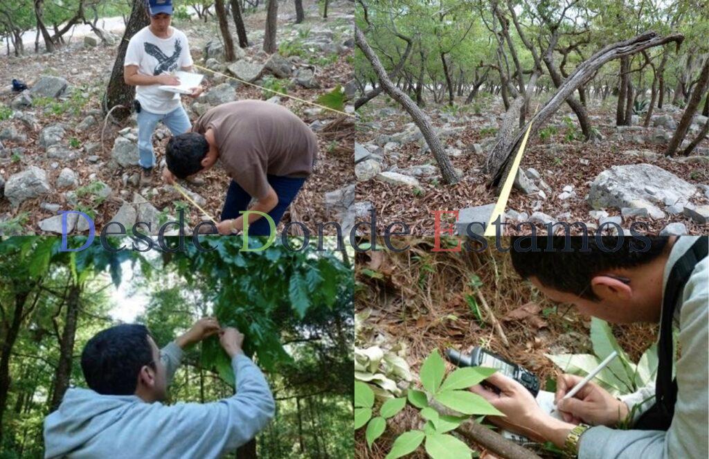 Busca UAT conservar bosques de encino con tecnología geoespacial