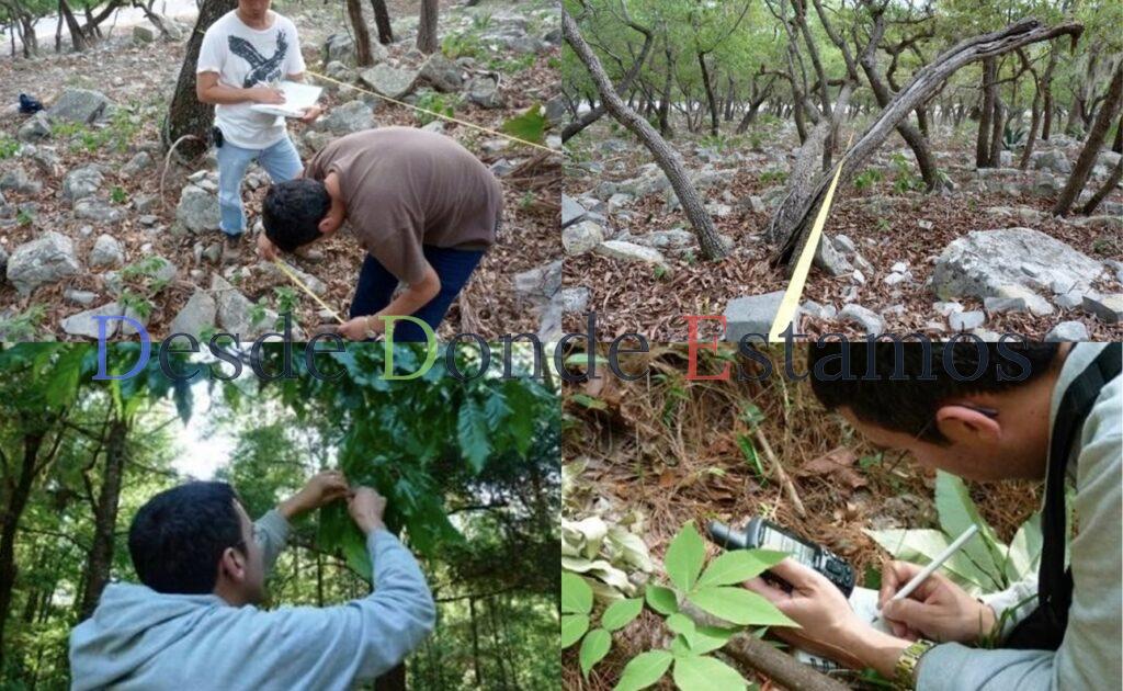 Busca UAT conservar bosques de encino con tecnología geoespacial