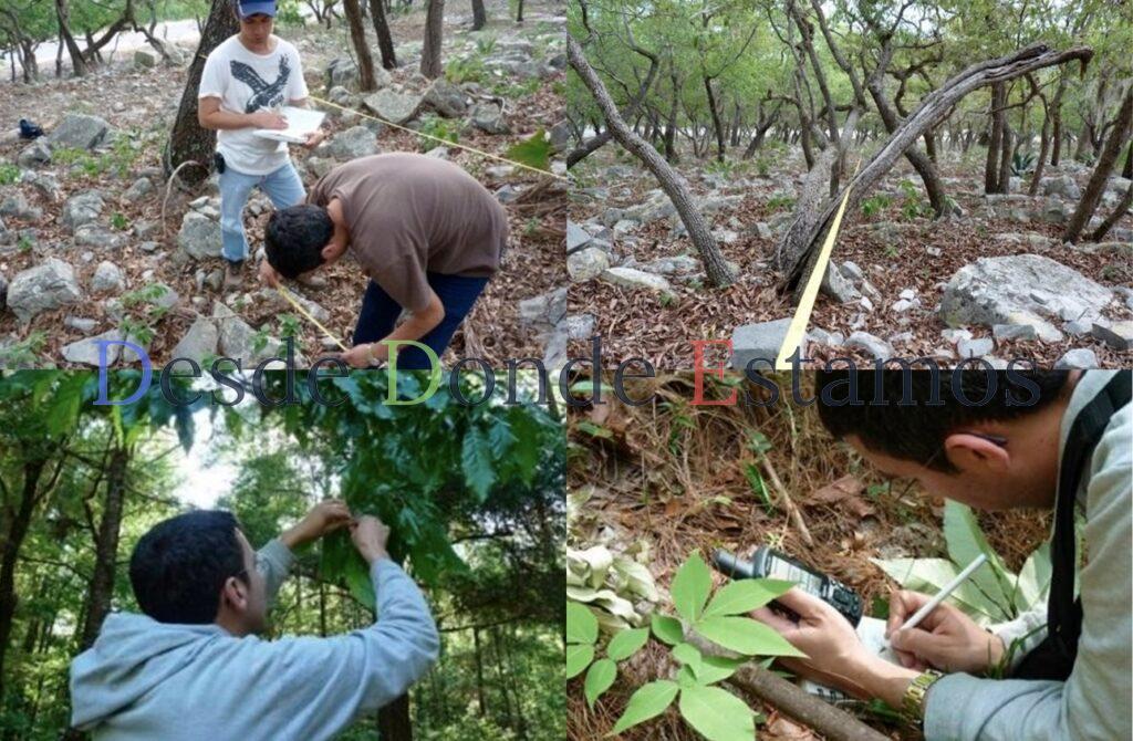 Busca UAT conservar bosques de encino con tecnología geoespacial