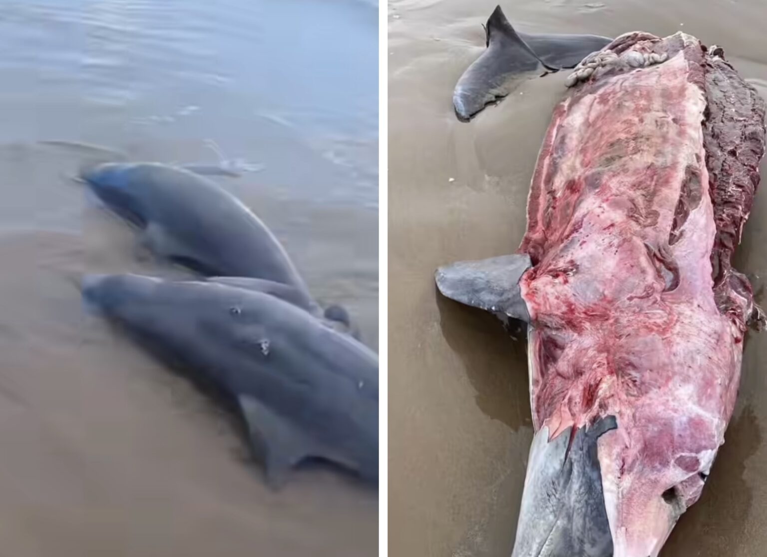 Denuncian matanza de 23 delfines frente a las costas de Tamaulipas