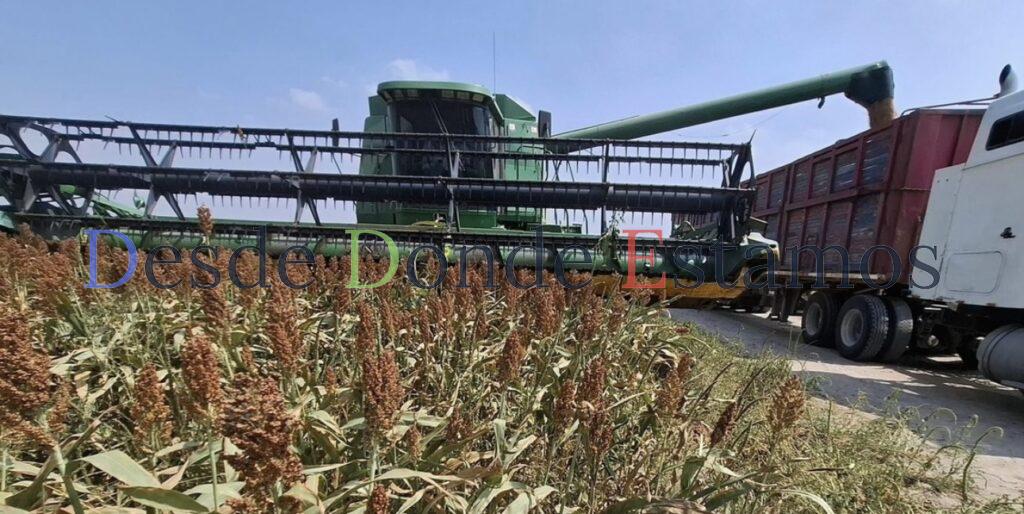 Dispuestos productores a vender sorgo para bio refinería