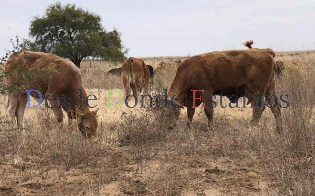 Avanza Tamaulipas en la erradicación de tuberculosis en el ganado