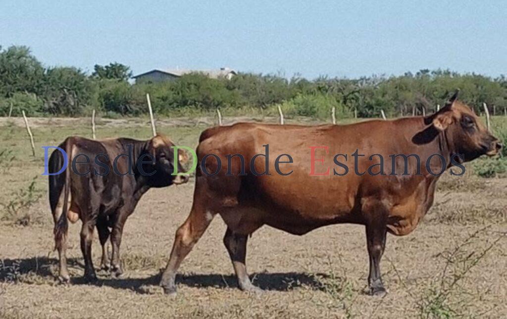 Prohíben permiso de entrada de ganado para engorda