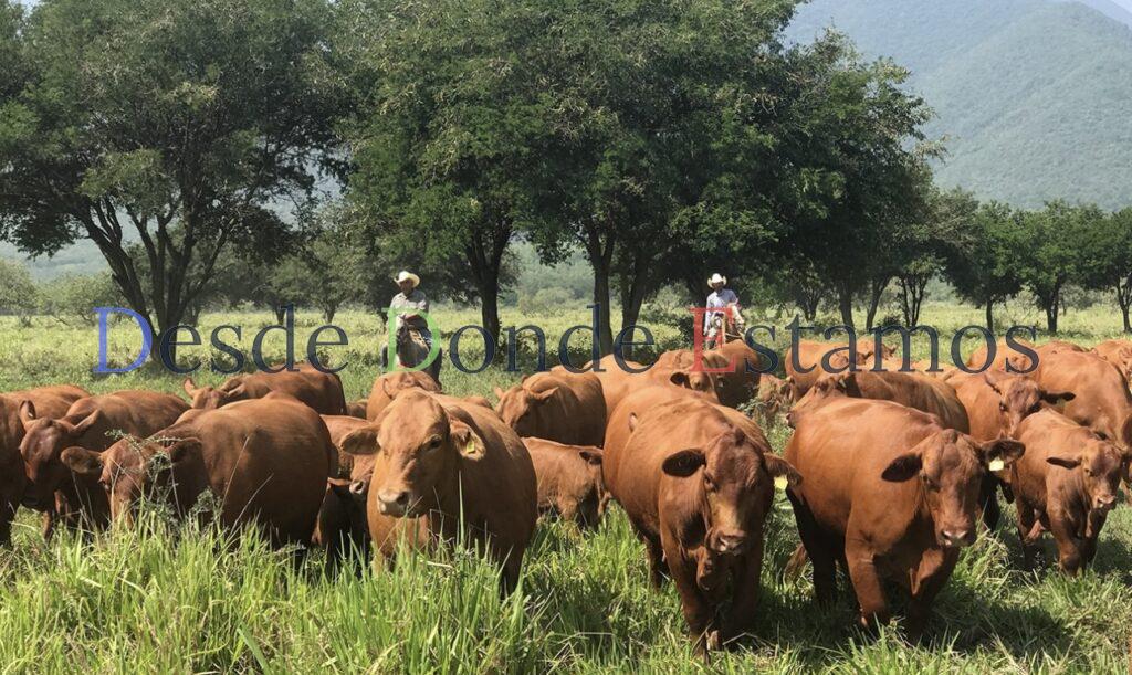 Exento Tamaulipas de inspecciones sobre el gusano barrenador