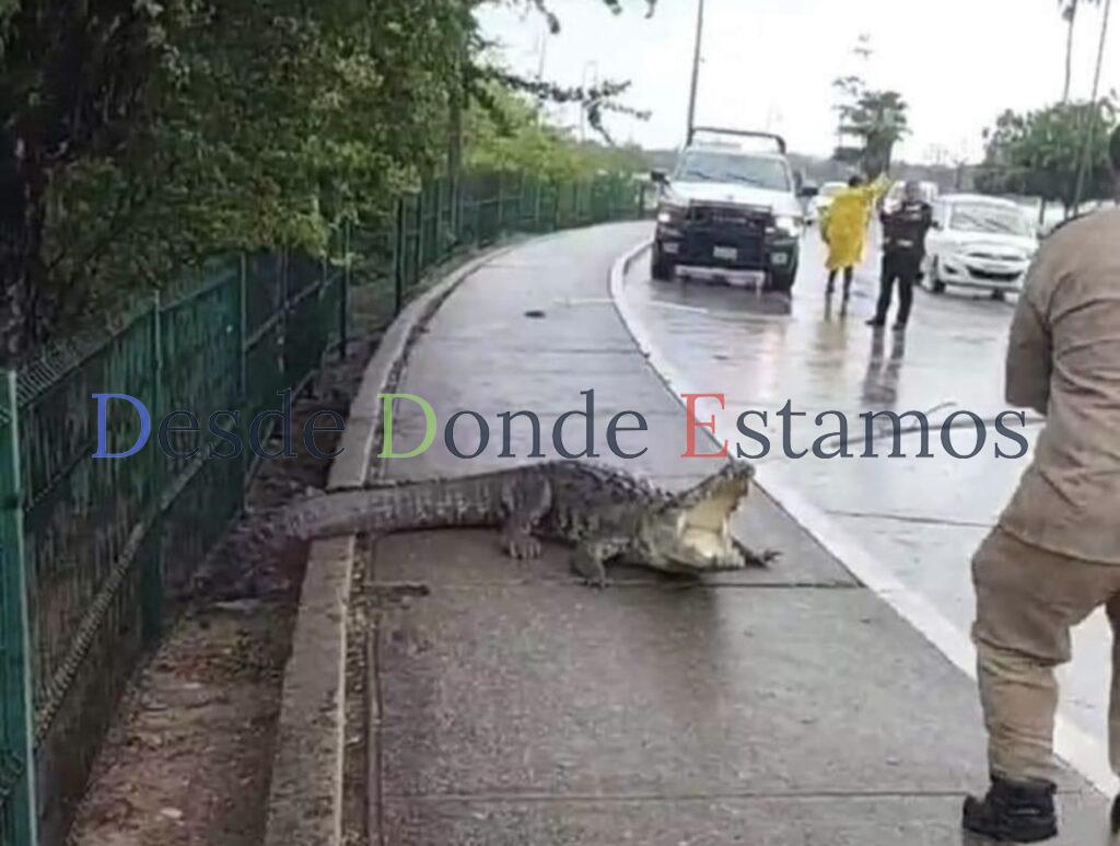 Aumenta presencia de cocodrilos