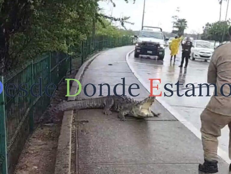 Aumenta presencia de cocodrilos