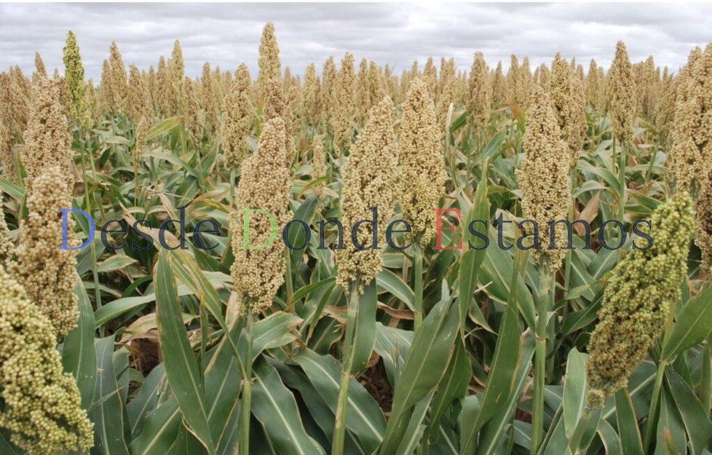 Promoverán la siembra de sorgo blanco en Tamaulipas