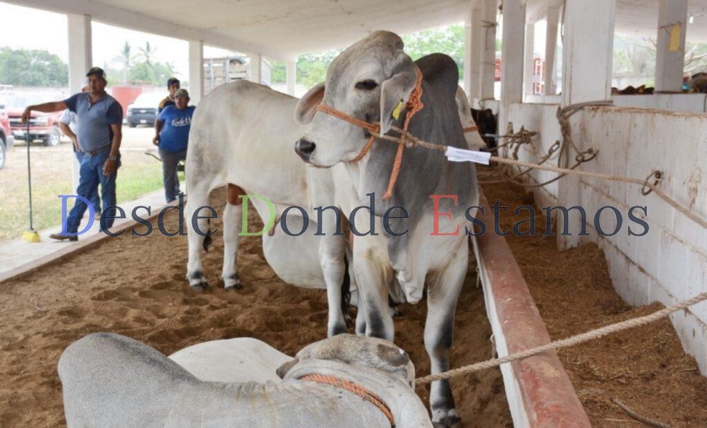 Continúa suspendida exportación de ganado; precio no ha caído
