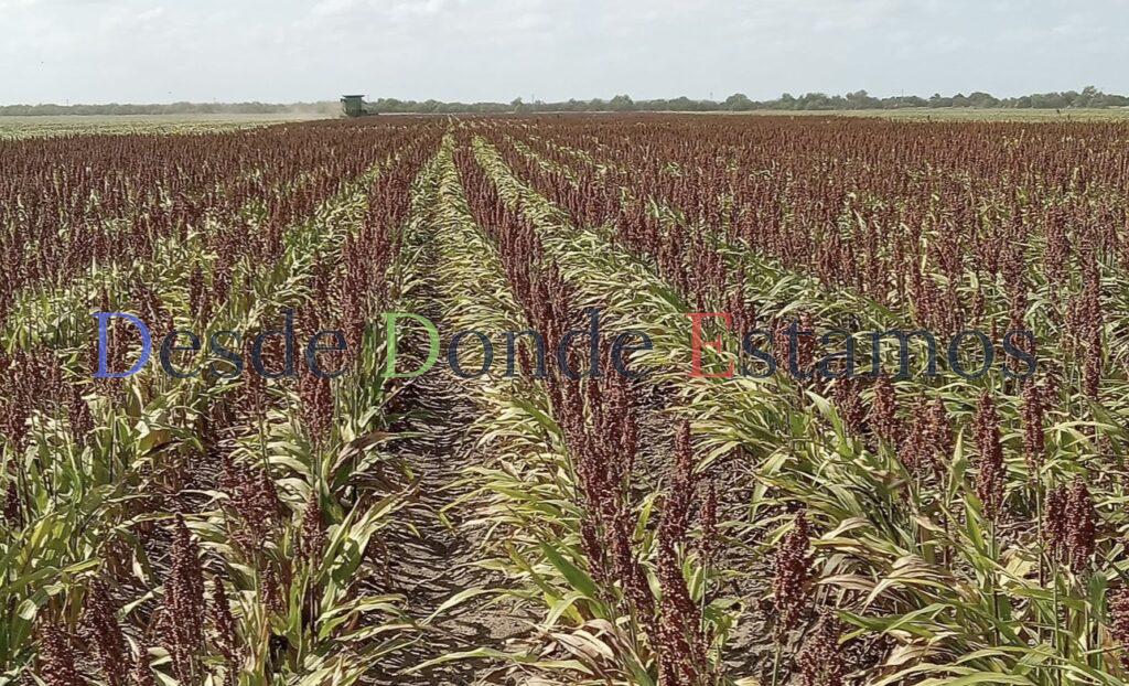 Dispuestos productores a vender sorgo para bio refinería