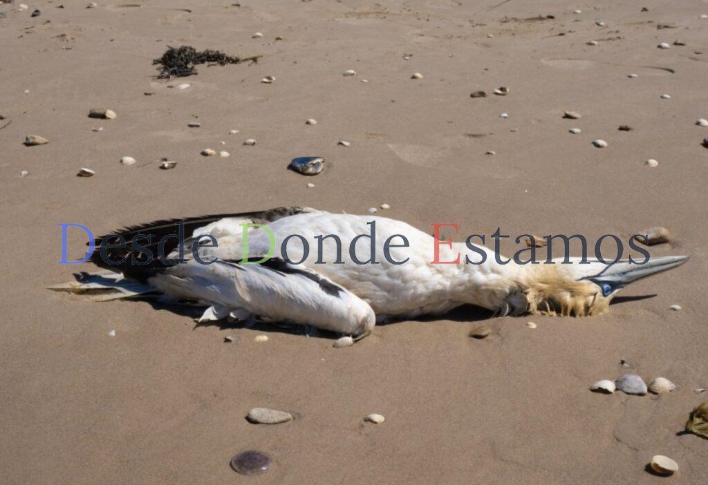 Alertan sobre influenza aviar