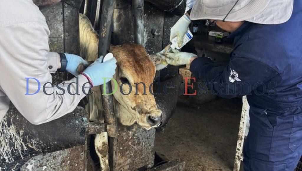 Caso de gusano barrenador en Nuevo León