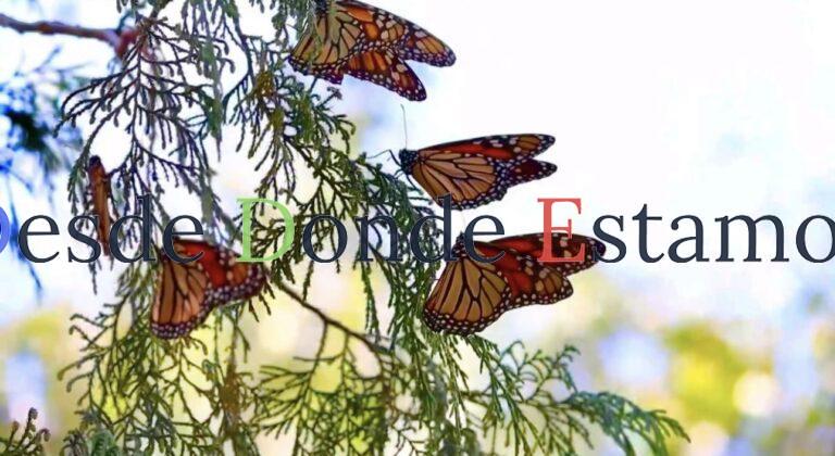 Impulsan conservación de la ruta migratoria de la mariposa monarca