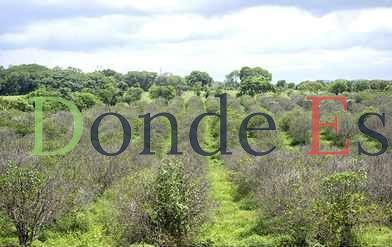 Dejan de producir 20 % de las huertas por ataque del “dragón amarillo”