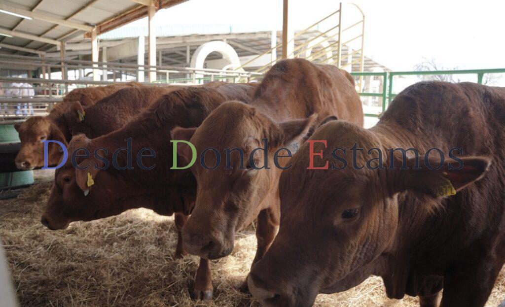 Cierran el 30 por ciento de las Unidades de Producción Pecuaria