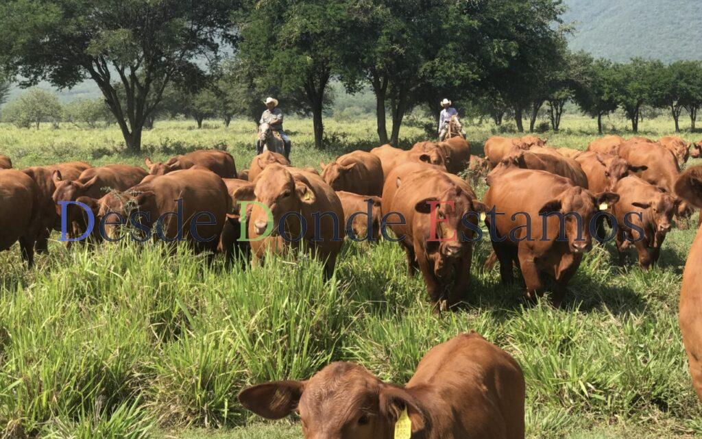 Hay tres casos de gusano barrenador en humanos