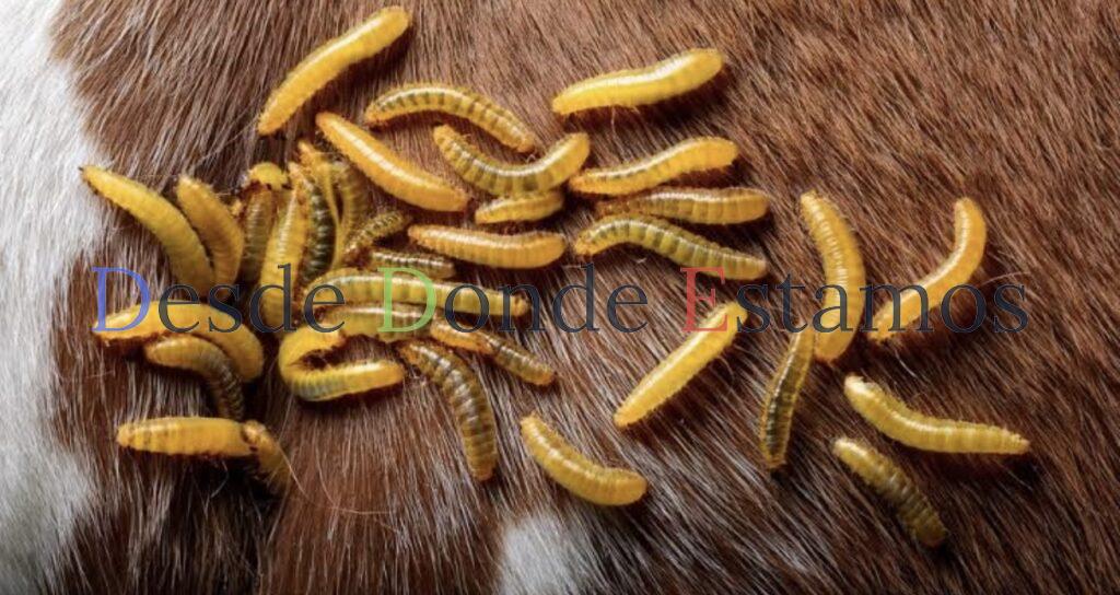 Se presenta nuevo caso de gusano barrenador en Nuevo León