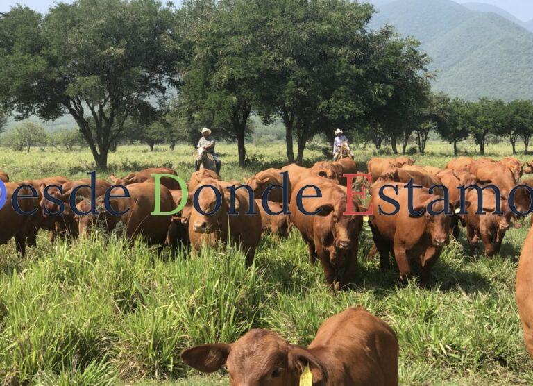 Con protocolos efectivos, Tamaulipas sigue libre de plagas pecuarias