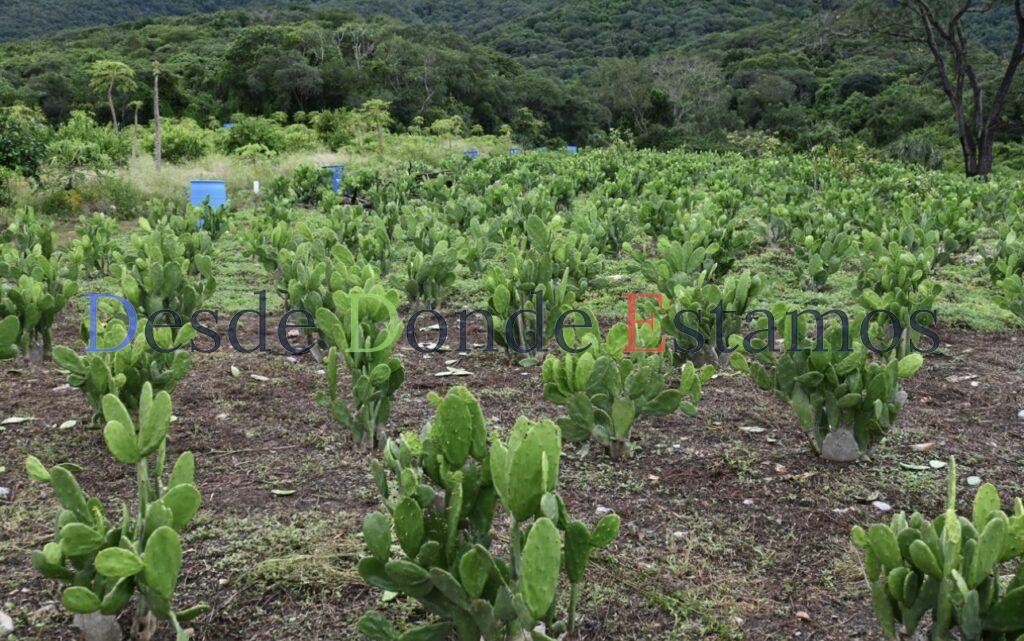 Impulsan buenas prácticas agrícolas en Gómez Farías, Llera y Xicoténcatl