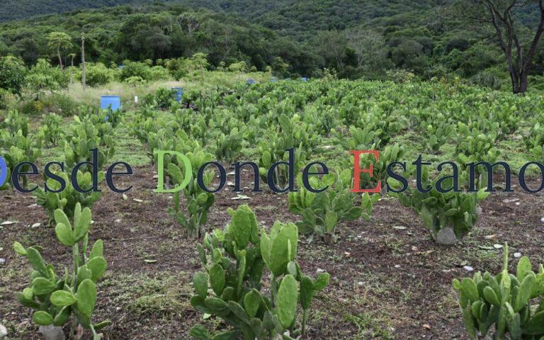 Impulsan buenas prácticas agrícolas en Gómez Farías, Llera y Xicoténcatl