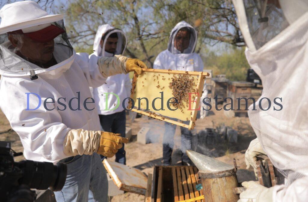 Fortalecen a productores de miel con programa “Mejoramiento genético apícola”