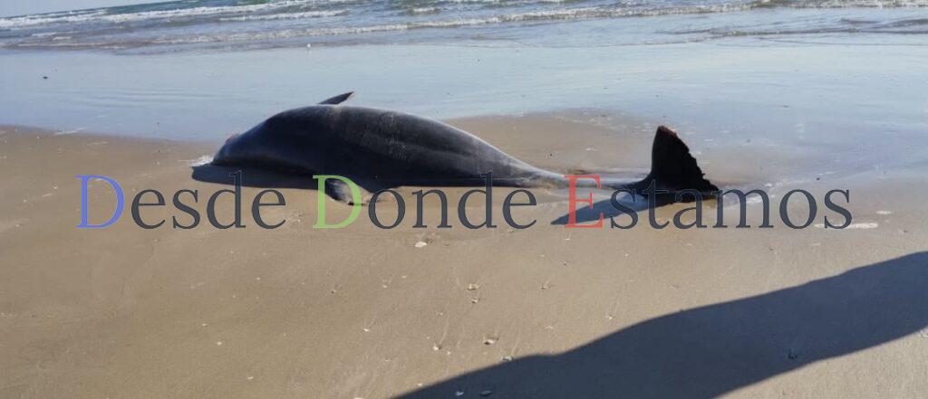 De nueva cuenta aparecen delfines muertos en playa Bagdad