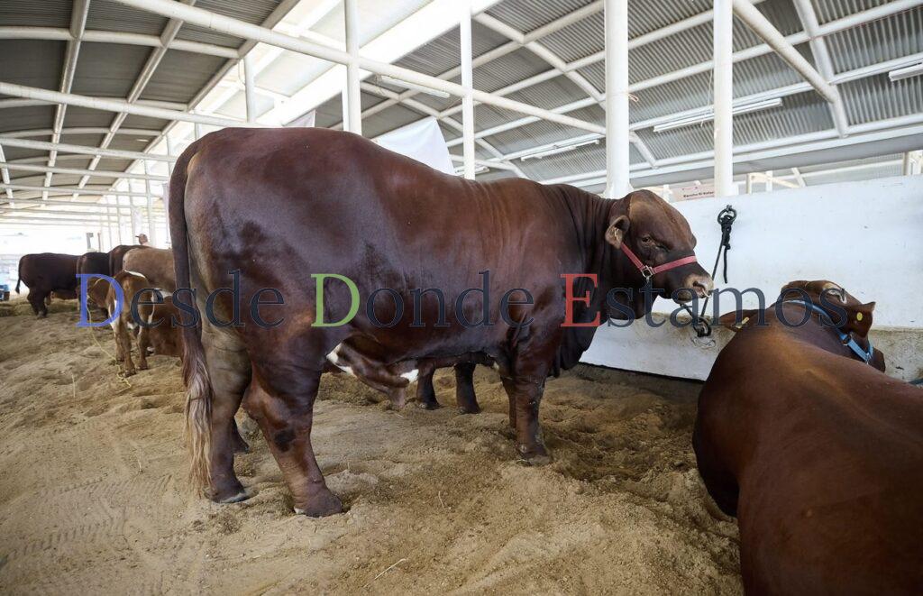 Se complica cada vez más exportar ganado a EU