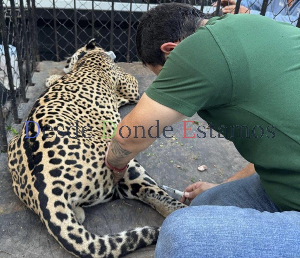Capturan vivo a leopardo que mato ganado, en Soto la Marina