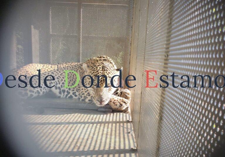 Rescata y libera Comisión de Parques ejemplar de jaguar