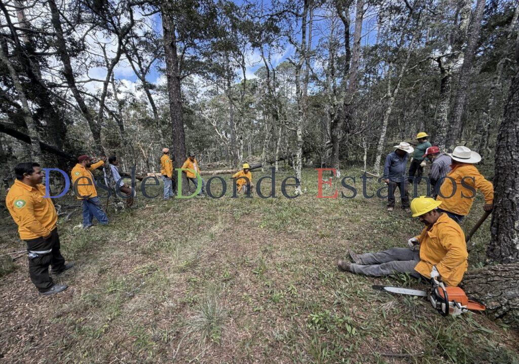 Promueve SEDUMA recuperación de ecosistemas forestales en el altiplano
