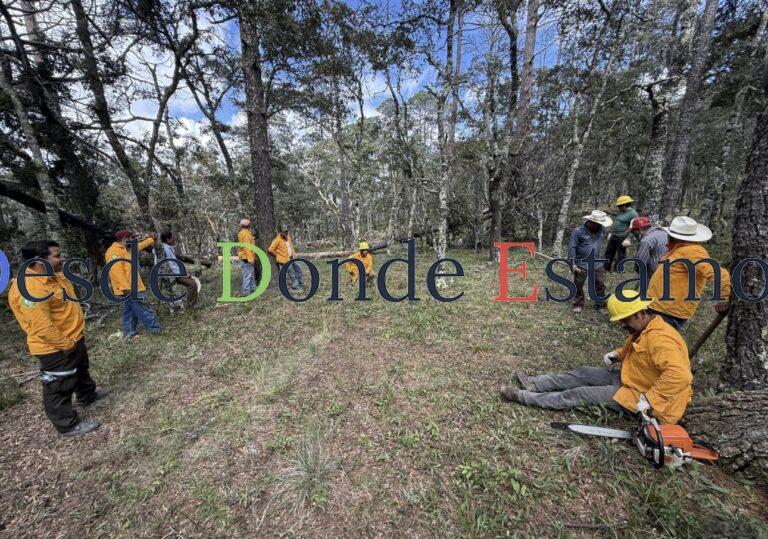 Promueve SEDUMA recuperación de ecosistemas forestales en el altiplano