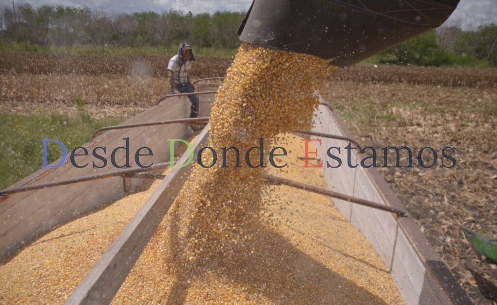 Precio de referencia a la tonelada de maíz, no es lo mejor; Perfecto