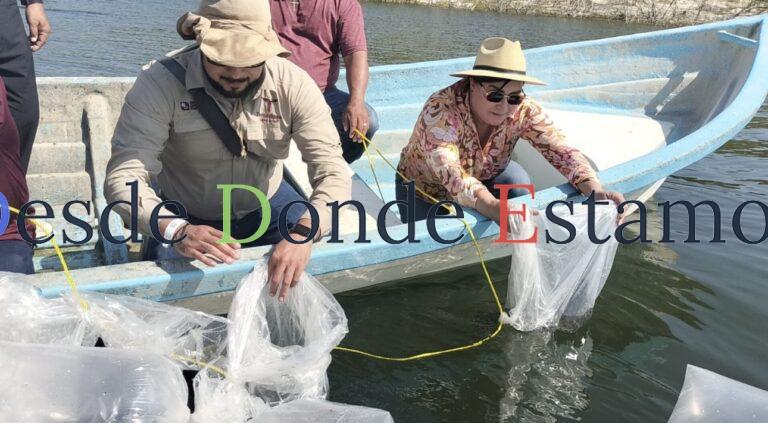 Avanza repoblamiento pesquero en Tamaulipas con la siembra de 200 mil alevines
