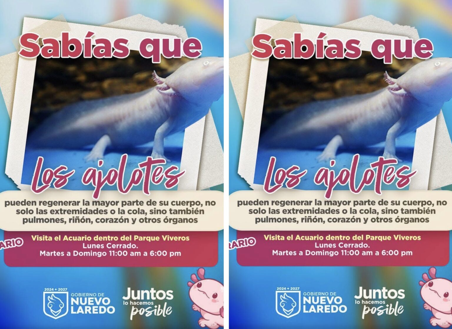 Tiene acuario de Nuevo Laredo exhibición de ajolotes