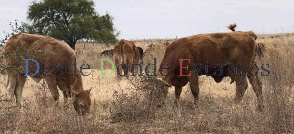 Refuerza Tamaulipas cerco sanitario contra gusano barrenador