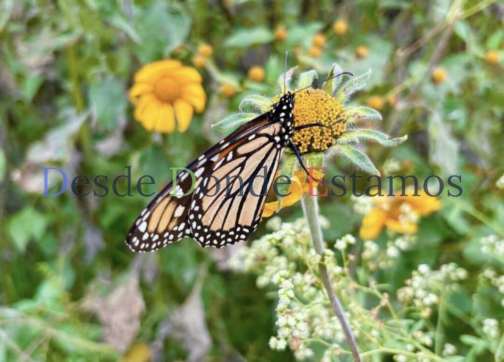 Facilita Tamaulipas migración de la mariposa monarca: CPBT
