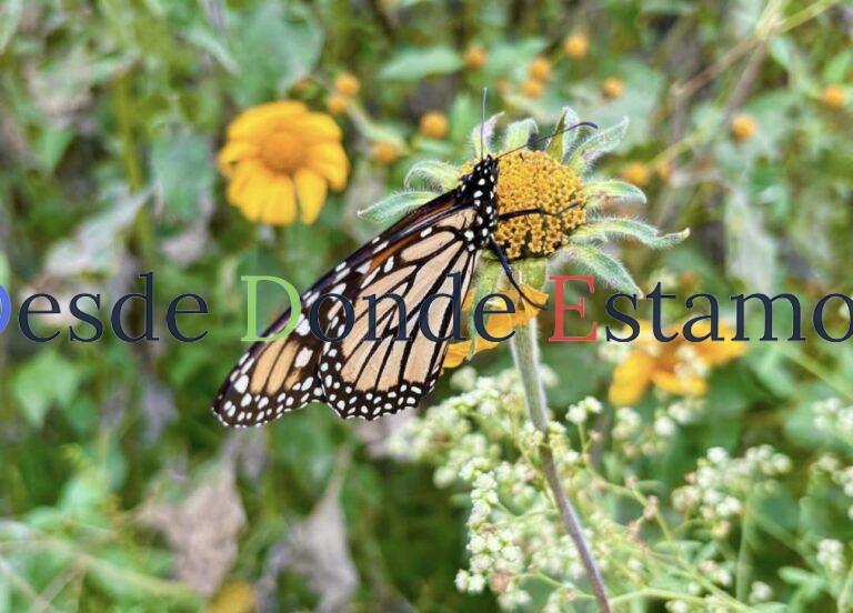 Facilita Tamaulipas migración de la mariposa monarca: CPBT