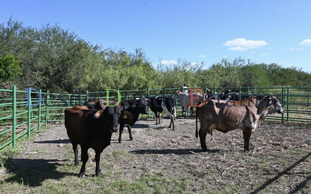 Sin fecha para reanudar exportaciones de ganado a Estados Unidos