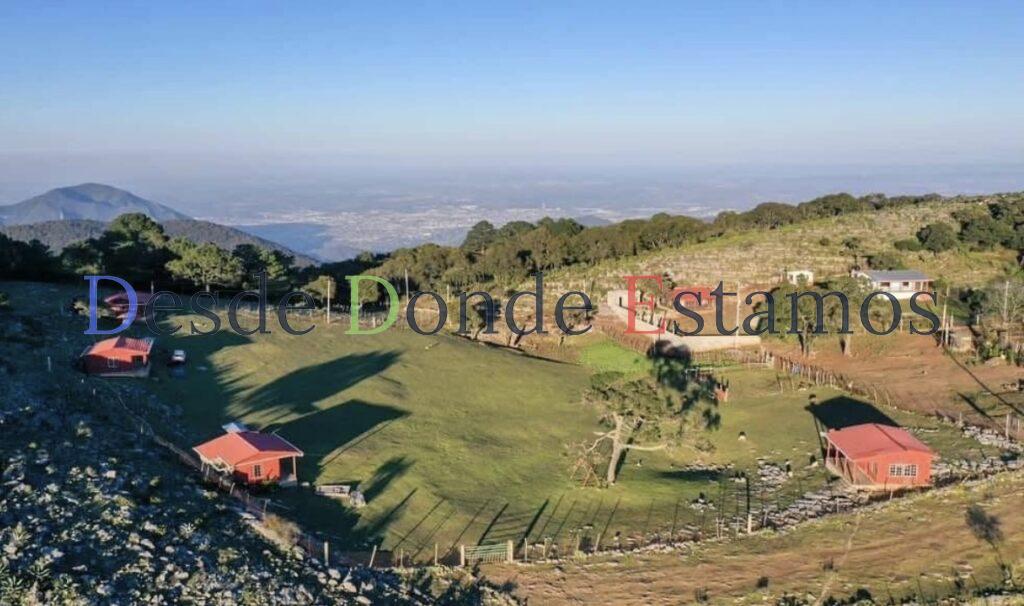 Es Pino Solo en Ciudad Victoria, un tesoro natural de Tamaulipas