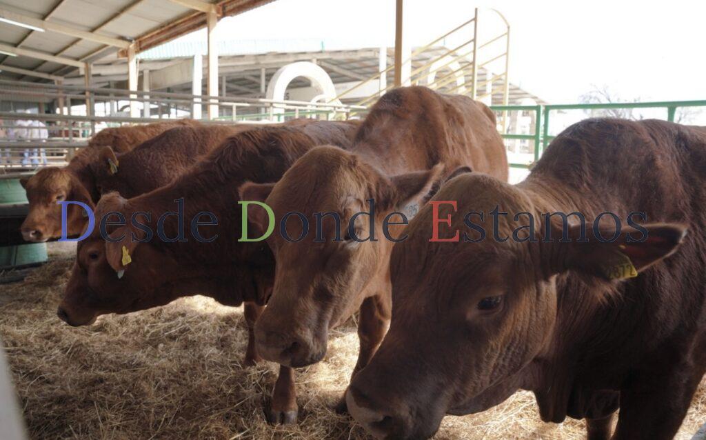 Autorizan apoyo a ganaderos para combate a tuberculosis