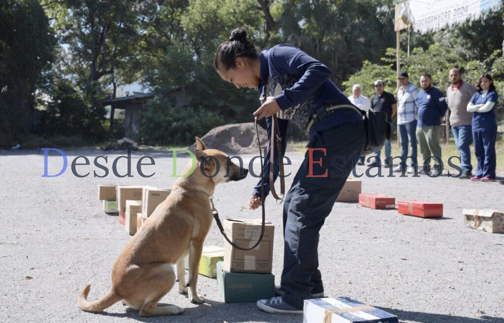 Refuerza Gobierno de Tamaulipas sanidad pecuaria con caninos especializados