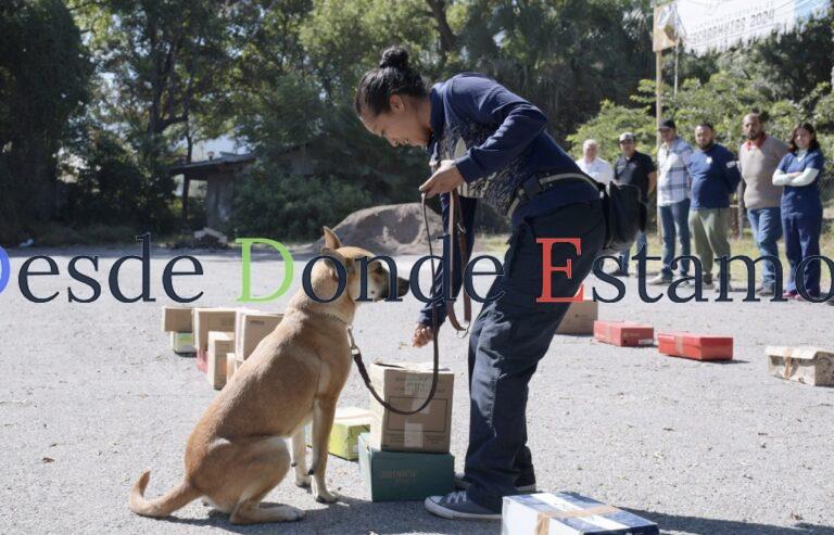 Refuerza Gobierno de Tamaulipas sanidad pecuaria con caninos especializados