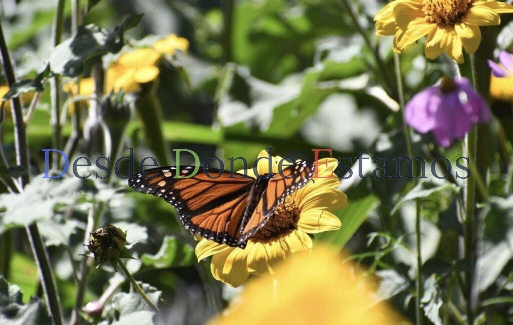 Impulsa Tamaulipas polinización en ruta de la mariposa monarca