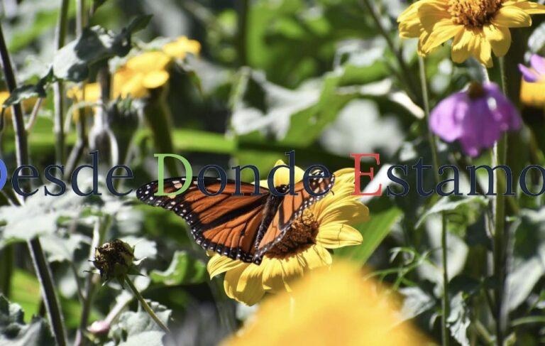 Impulsa Tamaulipas polinización en ruta de la mariposa monarca