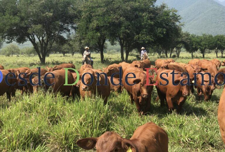 Apuesta Tamaulipas a la ganadería con inversión millonaria