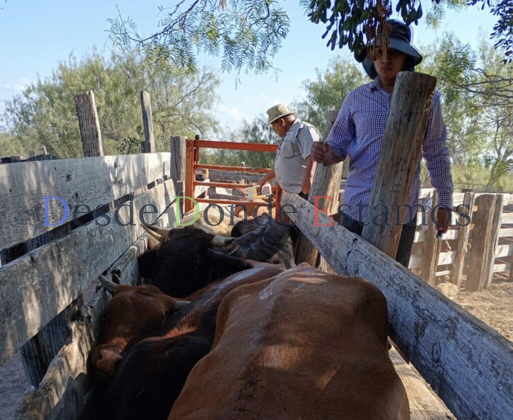 Continúa la campaña gratuita de invermectina en apoyo al sector ganadero
