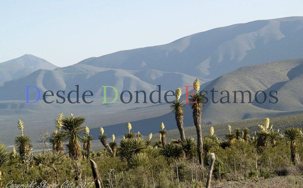 UAT y Seduma reforestarán 500 hectáreas