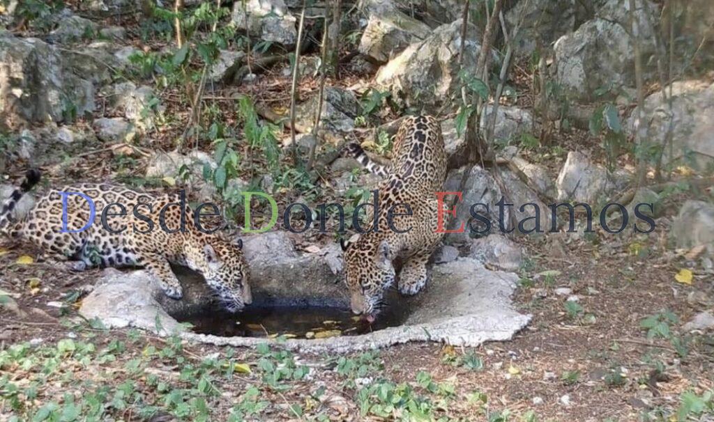 Libera Comisión de Parques cinco jaguares en Tamaulipas