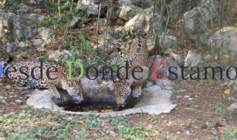 Libera Comisión de Parques cinco jaguares en Tamaulipas