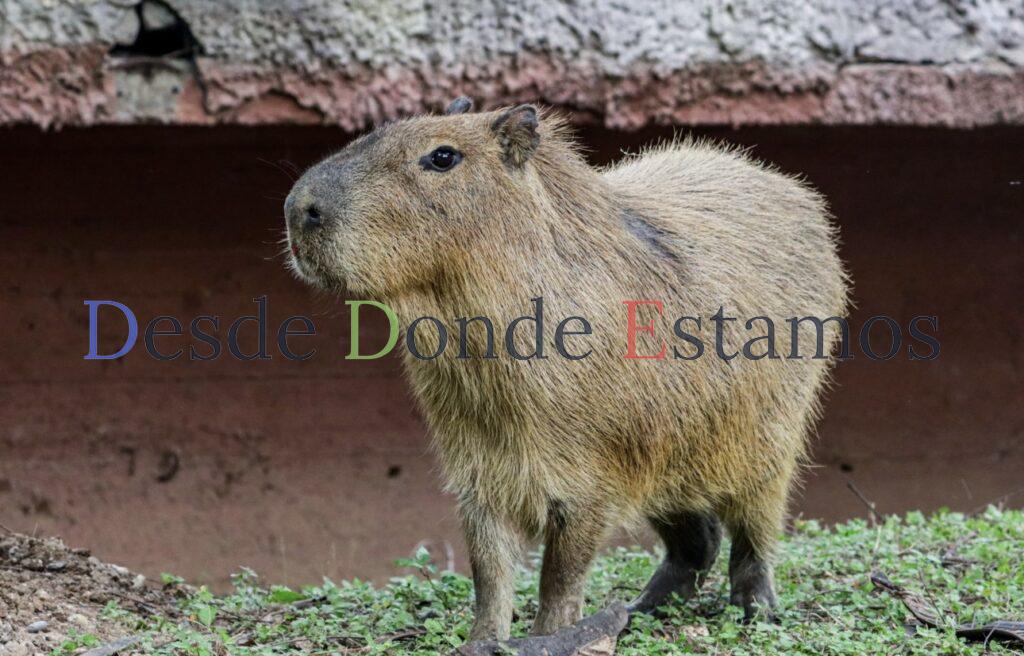 Llega pareja de capibaras al Zoológico Tamatán