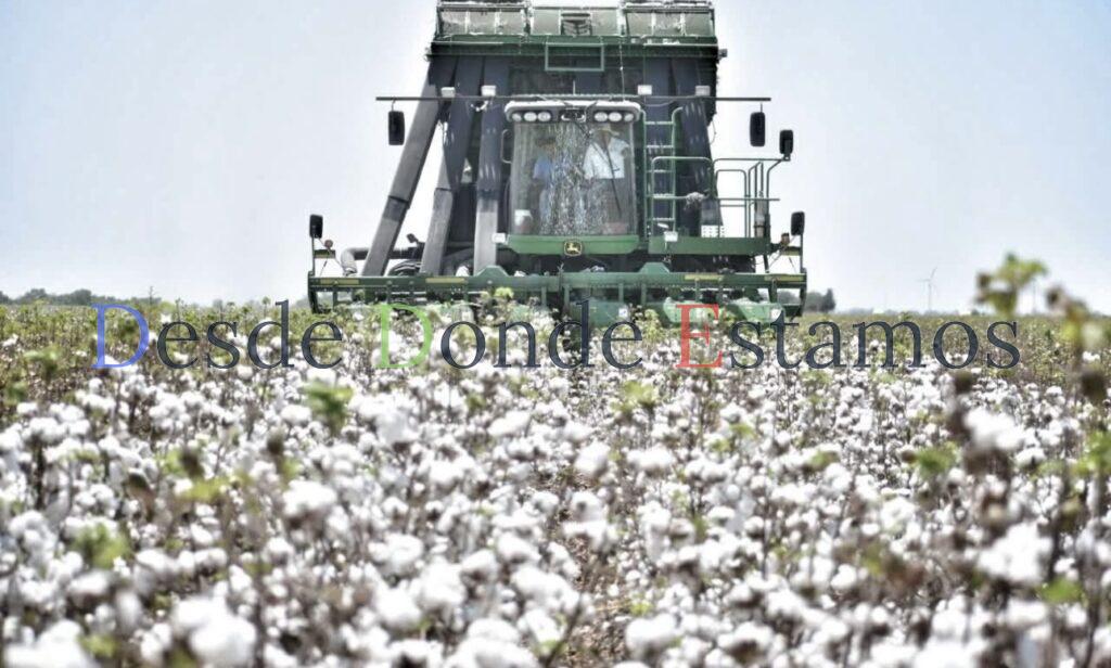 Combaten plagas para fomentar siembra de algodón